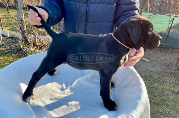 Cane Corso törzskönyvezett - 5/10