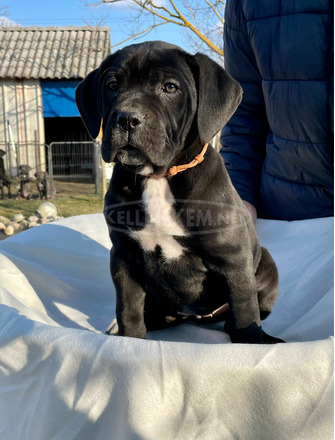 Cane Corso törzskönyvezett - 6/10