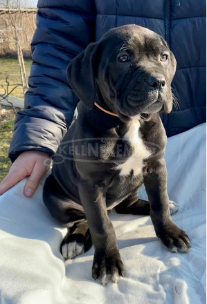 Cane Corso törzskönyvezett - 7/10