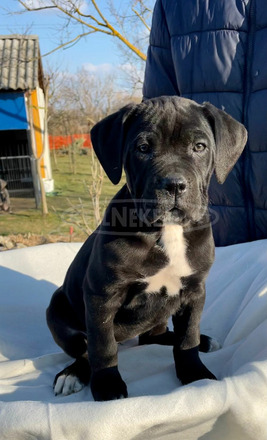 Cane Corso törzskönyvezett - 8/10