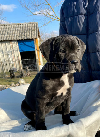 Cane Corso törzskönyvezett - 9/10