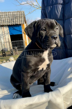 Cane Corso törzskönyvezett - 10/10