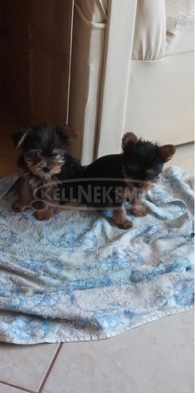 Yorkshire terrier gyazisodna - 1/2