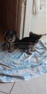 Yorkshire terrier gyazisodna