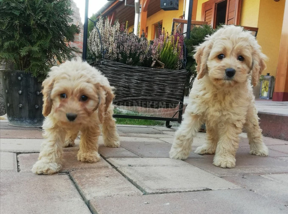 Cavapoo kiskutyák eladók - 1/3