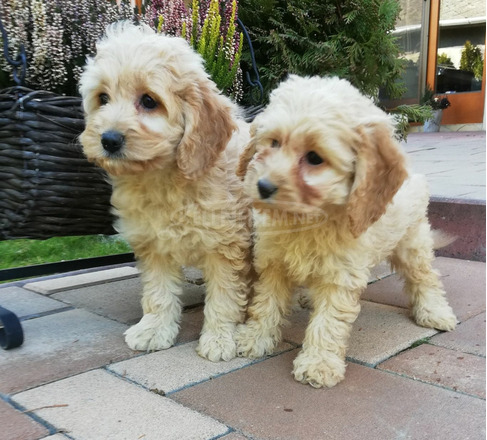 Cavapoo kiskutyák eladók - 2/3