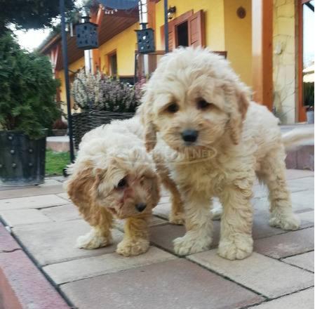 Cavapoo kiskutyák eladók - 3/3