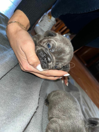 Francia bulldog - 2/4