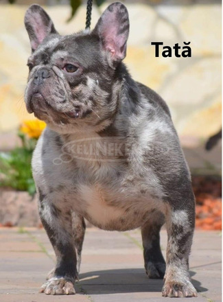 Francia bulldog - 4/4