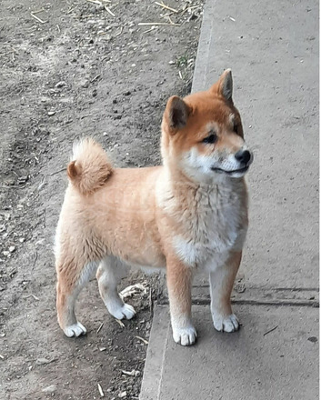 Shiba inu - 1/4