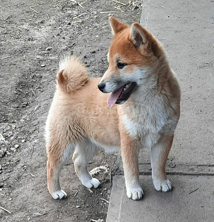 Shiba inu - 2/4