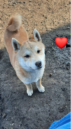 Shiba inu - 4/4