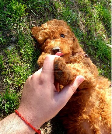 Goldendoodle - 1/4