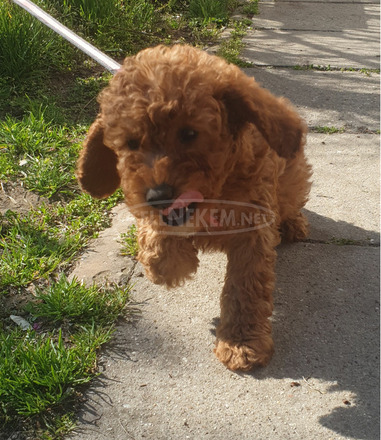 Goldendoodle - 3/4