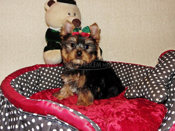 Törzskönyves Gyönyörű Yorkshire terrier, Yorki - 1/4