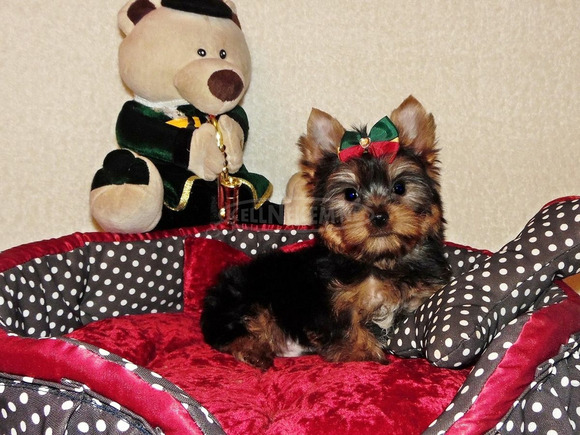 Törzskönyves Gyönyörű Yorkshire terrier, Yorki - 2/4