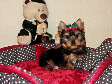 Törzskönyves Gyönyörű Yorkshire terrier, Yorki