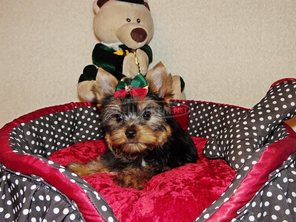 Törzskönyves Gyönyörű Yorkshire terrier, Yorki - 3/4