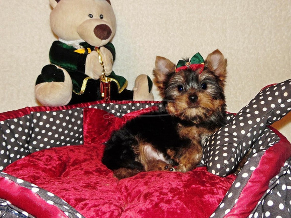 Törzskönyves Gyönyörű Yorkshire terrier, Yorki - 4/4