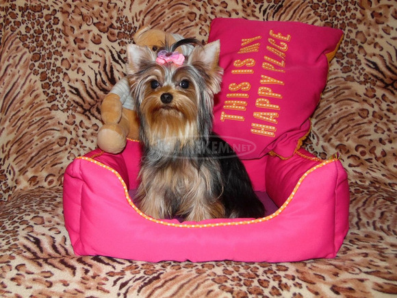 Meseszép lány törzskönyves Yorki, Yorkshire Terrier - 1/6