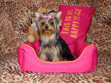 Meseszép lány törzskönyves Yorki, Yorkshire Terrier