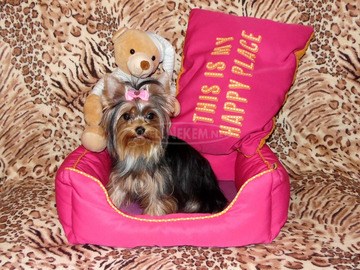 Meseszép lány törzskönyves Yorki, Yorkshire Terrier