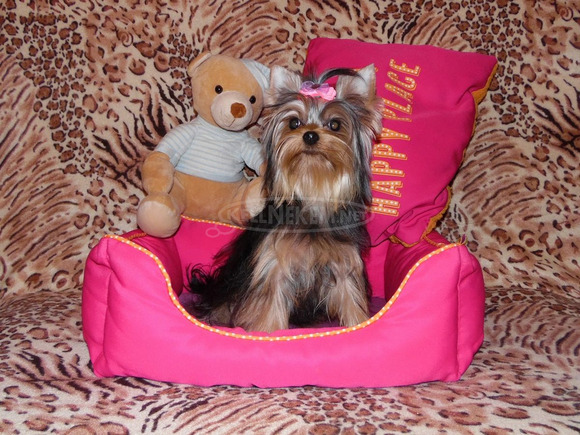 Meseszép lány törzskönyves Yorki, Yorkshire Terrier - 3/6