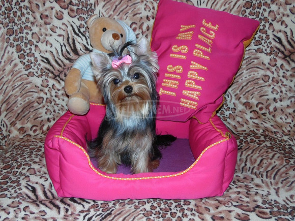 Meseszép lány törzskönyves Yorki, Yorkshire Terrier - 4/6