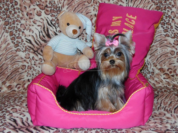 Meseszép lány törzskönyves Yorki, Yorkshire Terrier - 5/6