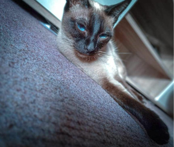 Keresek sziámi kandurt fedeztetésre... Keresek sziámi kandurt fedeztetésre...