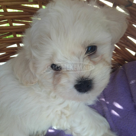 Bichon havanese - 2/4