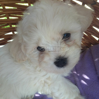 Bichon havanese