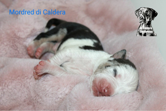 Louisiana Catahoula Leopárd kiskutyák eladóak - 1/10