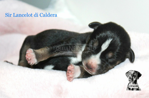 Louisiana Catahoula Leopárd kiskutyák eladóak - 2/10