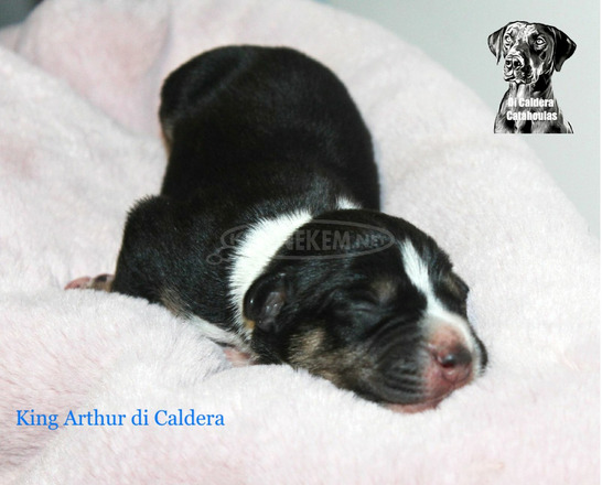Louisiana Catahoula Leopárd kiskutyák eladóak - 3/10