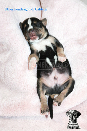 Louisiana Catahoula Leopárd kiskutyák eladóak - 4/10