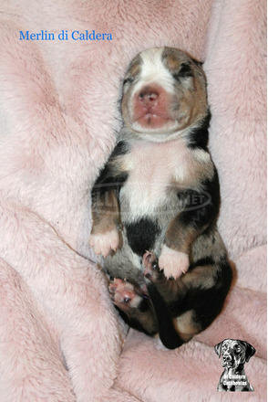 Louisiana Catahoula Leopárd kiskutyák eladóak - 5/10