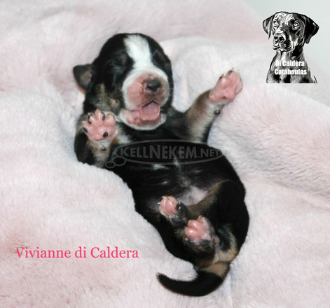 Louisiana Catahoula Leopárd kiskutyák eladóak - 7/10