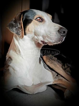 Louisiana Catahoula Leopárd kiskutyák eladóak - 8/10