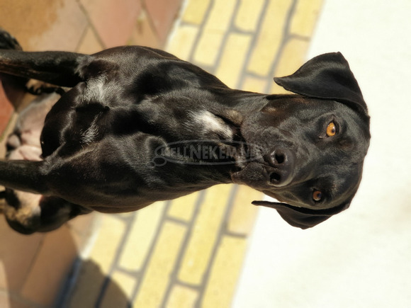 Louisiana Catahoula Leopárd kiskutyák eladóak - 9/10