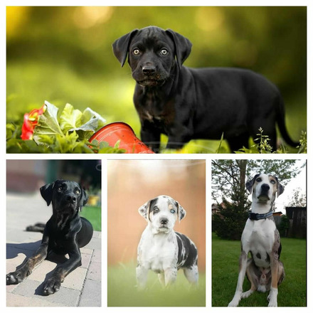 Louisiana Catahoula Leopárd kiskutyák eladóak - 10/10