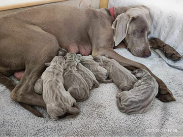 Weimari vizsla Weimari vizsla