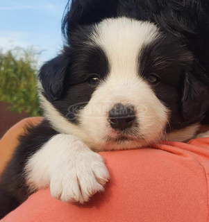 Border collie kiskutyák