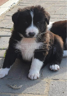 Border collie kiskutyák