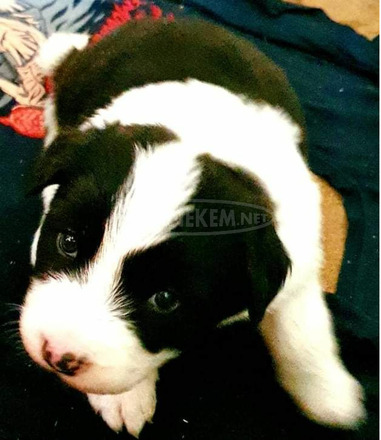 Border collie kiskutyák - 4/4