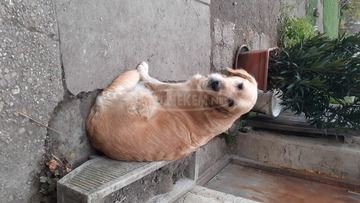 Golden retriever kiskutyák