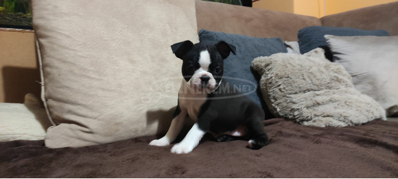 Boston terrier kiskutyák tenyésztőtől - 2/7