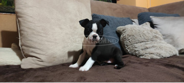 Boston terrier kiskutyák tenyésztőtől