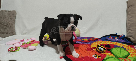 Boston terrier kiskutyák tenyésztőtől - 3/7