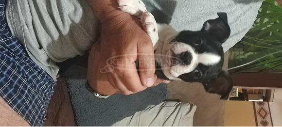 Boston terrier kiskutyák tenyésztőtől - 5/7